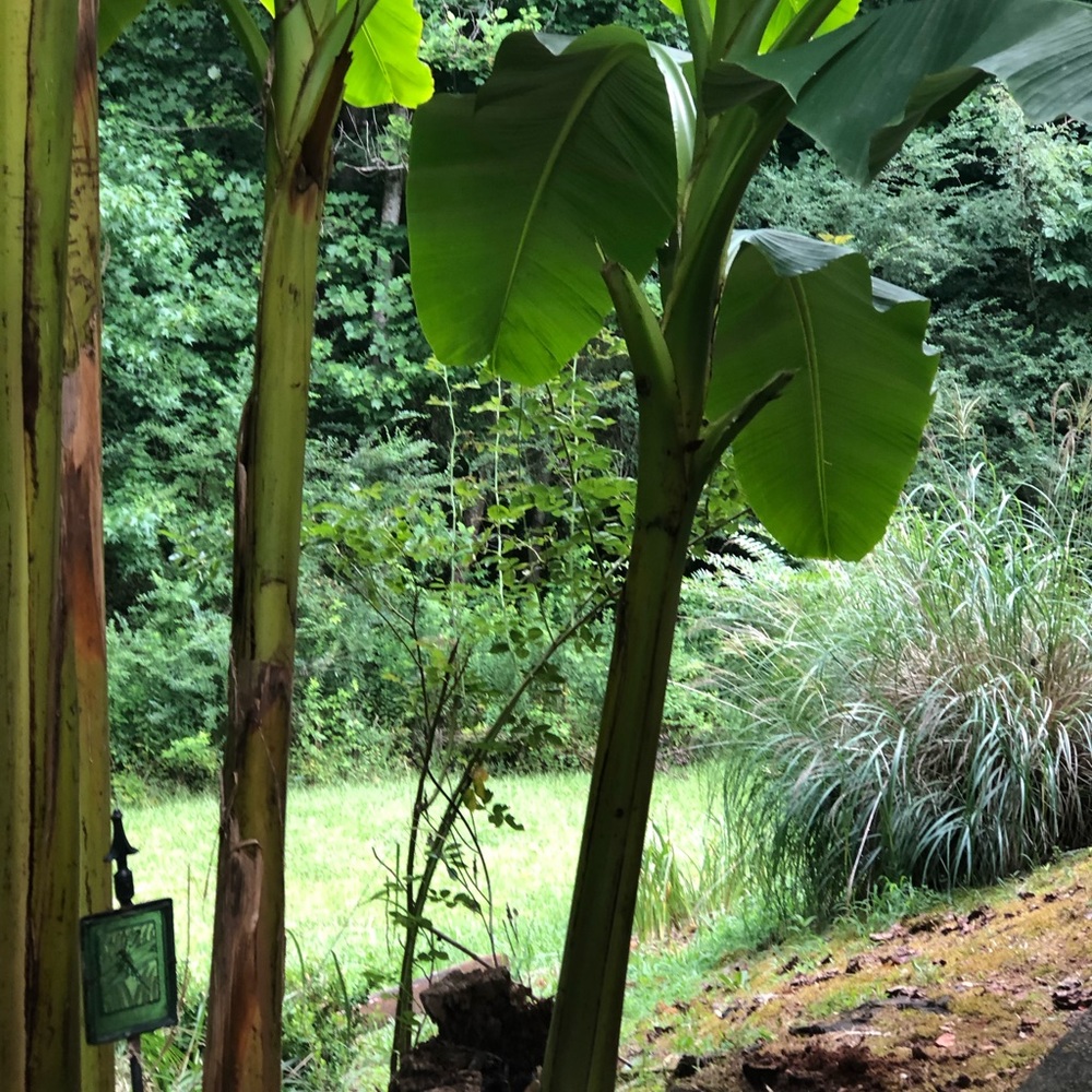 Banana Trees Ship To U Ready To plant ..